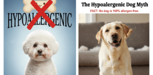 Hypoallergenic.