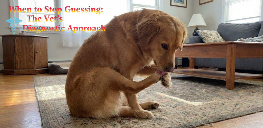 When to Stop Guessing The Vet's Diagnostic Approach